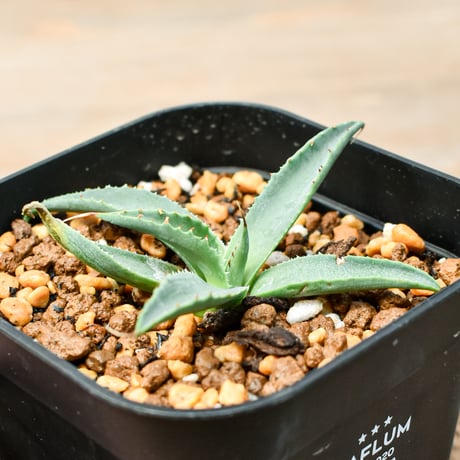 アガベ ハイブリット "血羅刹" (特白肌怒雷神×血妖) 【台湾botanical_seeker産】A RF25011427