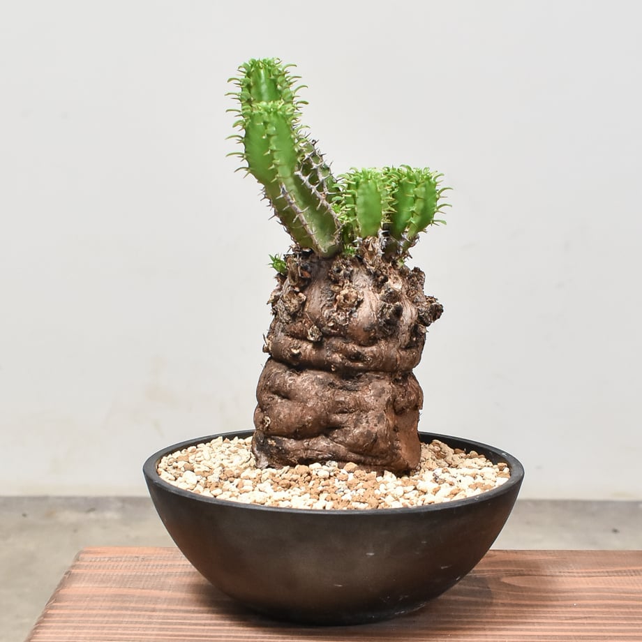 ユーフォルビア　ムランジーナ　手乗りサイズ。 ユーフォルビア ムランジーナ 手乗りサイズ。 ユーフォルビア