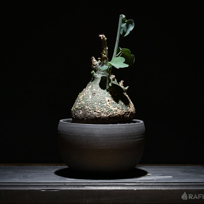 アデニアスピノーサ （発根済み）Mサイズ RF22894 | RAFLUM / ラフラム