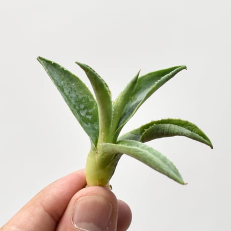 CATEGORY アガベ ハイブリット 