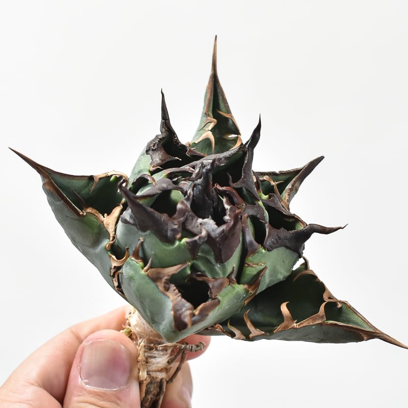 【親株】アガベチタノタ　猟豹　チーター　ドラゴンアガベ産 RAFLUM特選株】アガベ チタノタ チーター 