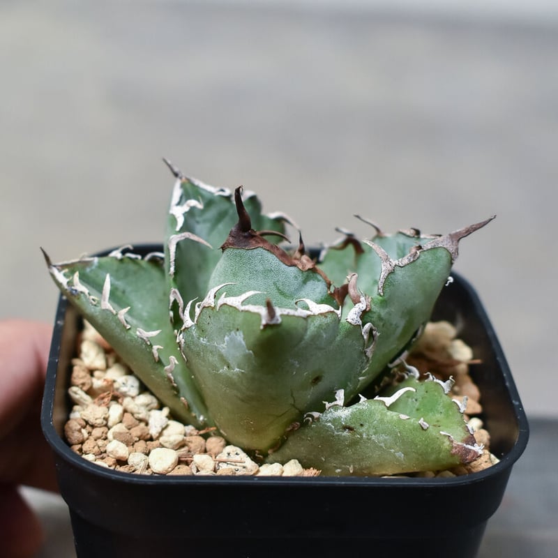 アガベ　チタノタ　白鯨　ボールタイプ子株付き fit=scale-down,w=1200