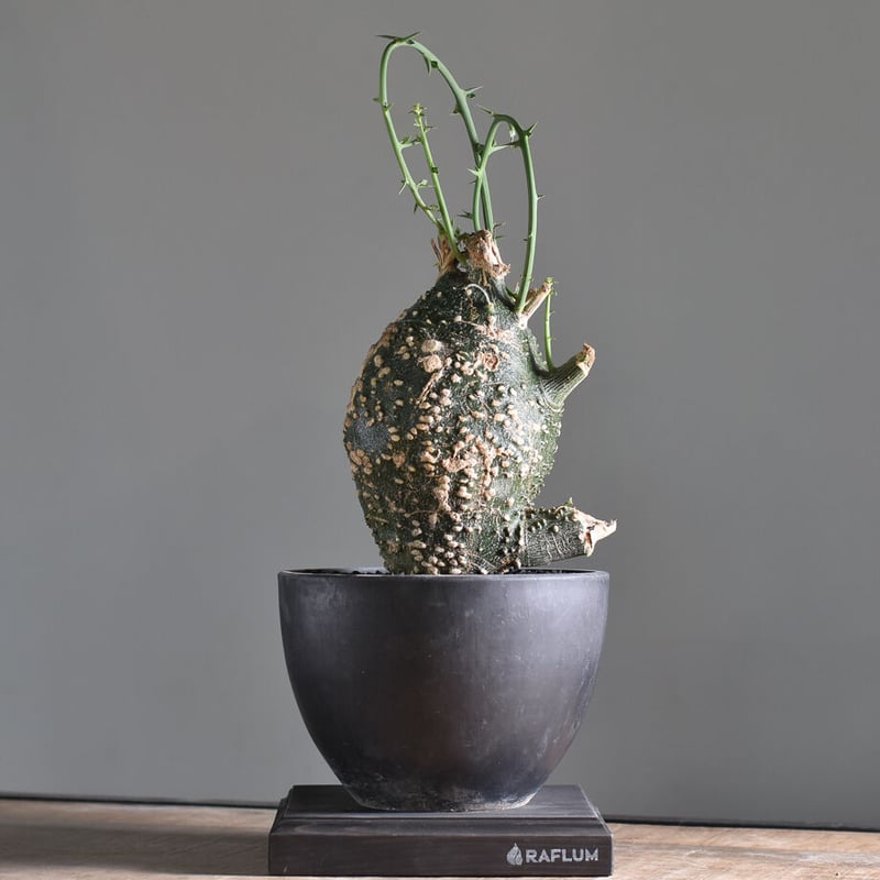 【大株】アデニアグロボーサ 現在球 塊根植物 コーデックス グラキリス 我が家の塊根植物🪴 アデニアグロボーサ ベアルート株 手乗り