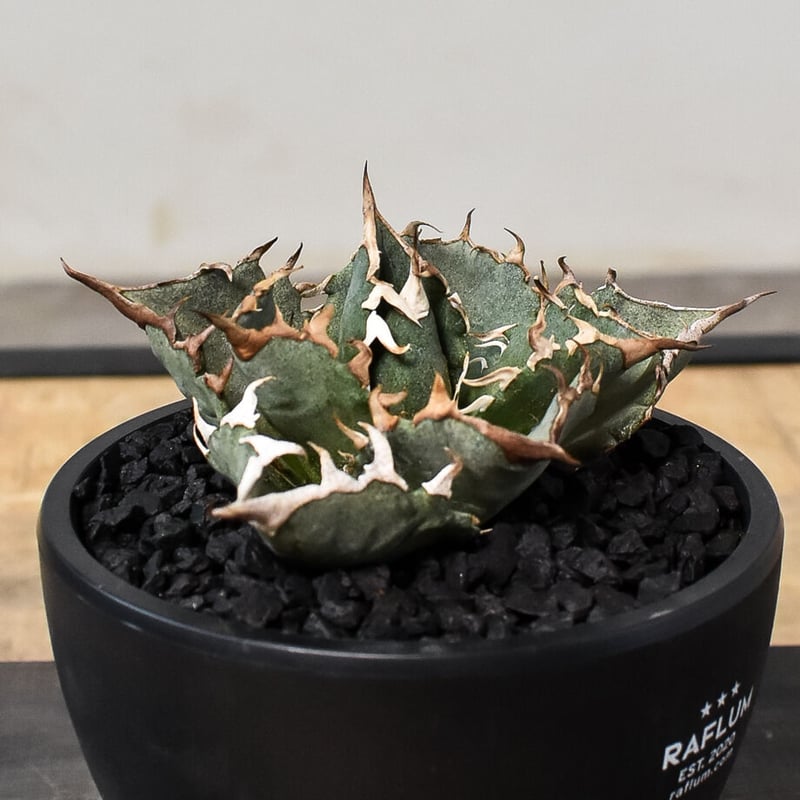 アガベ チタノタ 