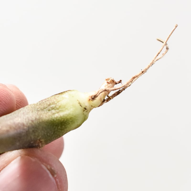 アガべ チタノタ 