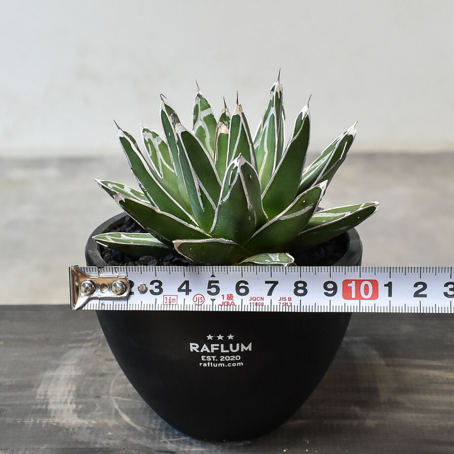 アガベ ビクトリアレジーナ 