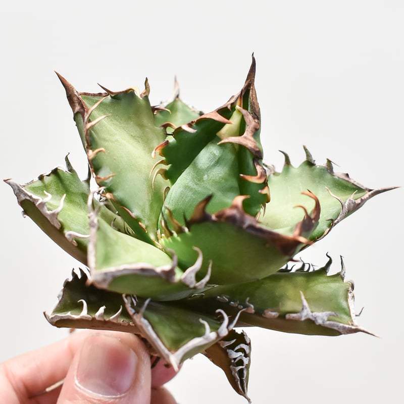 RAFLUM特選株】アガベ チタノタ 