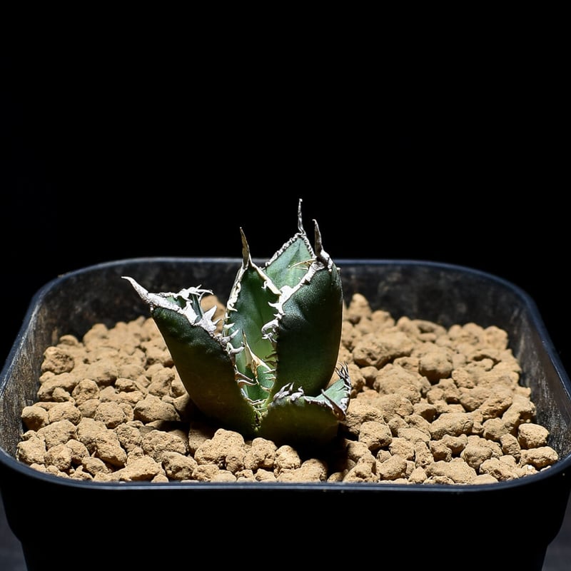 アガベ チタノタ 