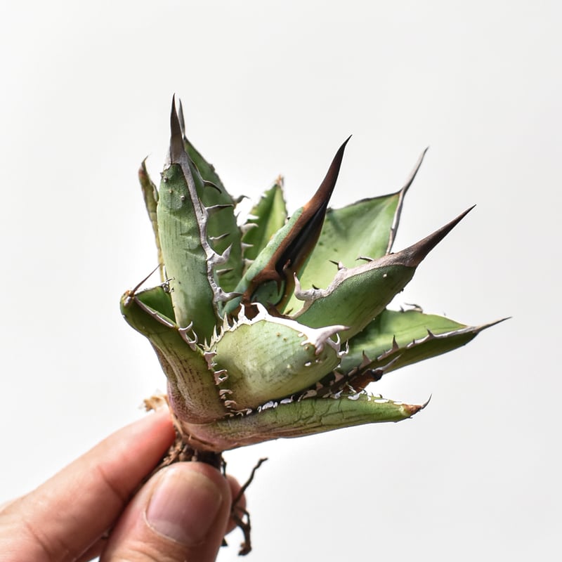 アガベ ハイブリット 