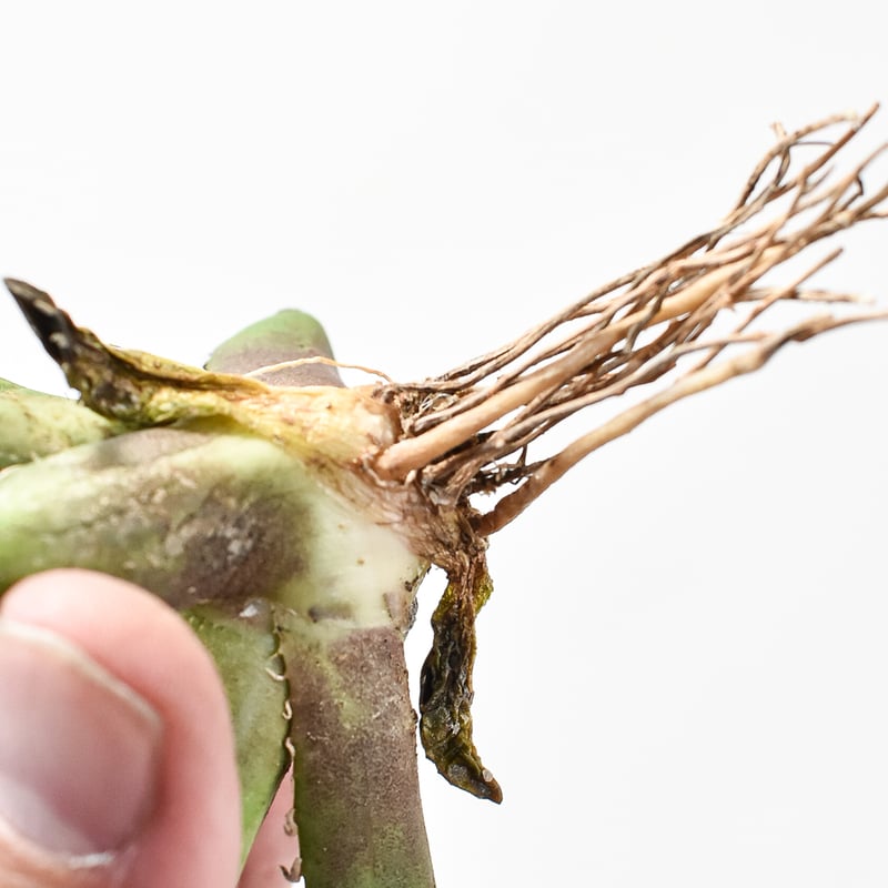 アガベ チタノタ ゼウス 