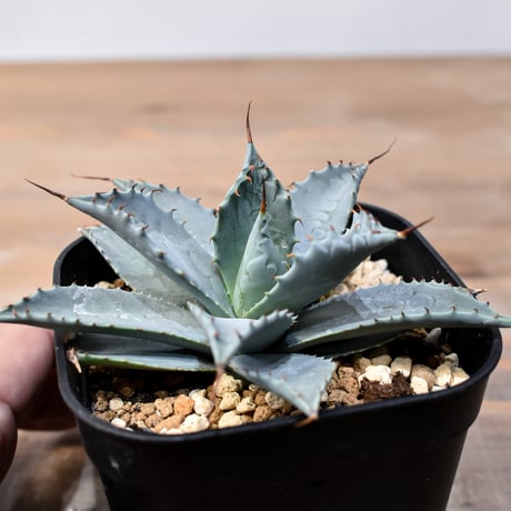 アガベ ハイブリット 日系イシスメンシス×象牙妖炎（陽炎エボリ）【台湾botanical_seeker産】RF25011382