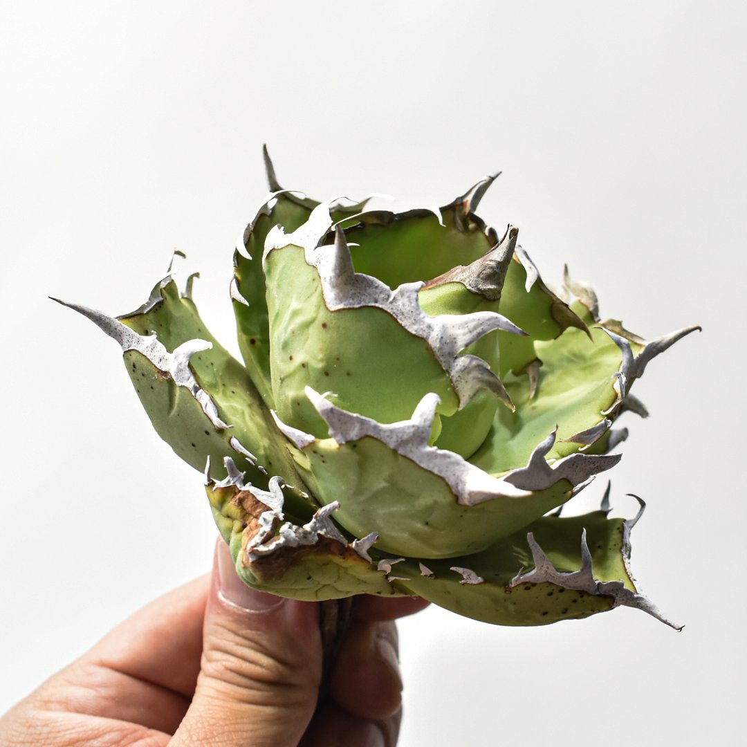 アガベチタノタDragon Agave クラブ　螃蟹 アガベ チタノタ クラブ 