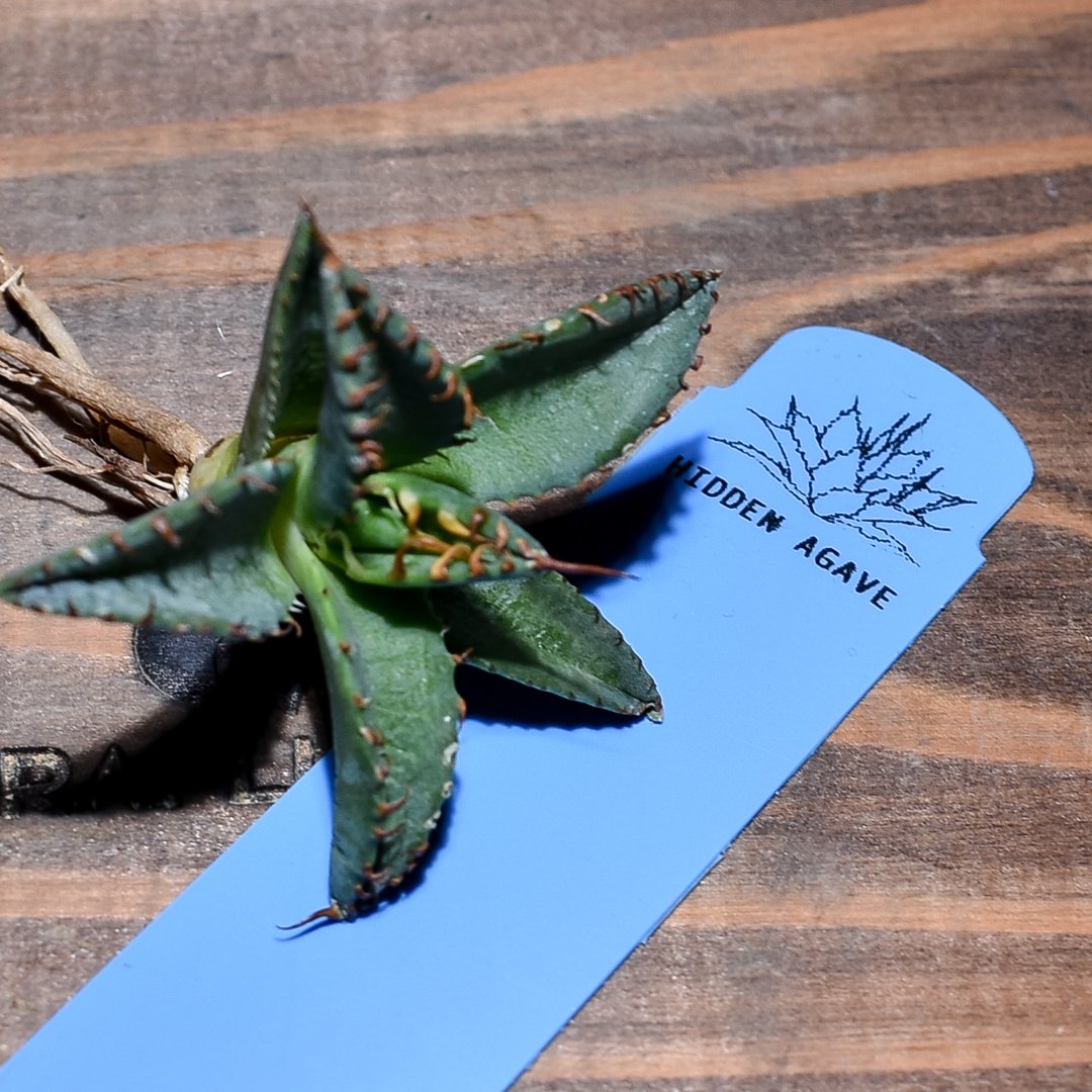 エボリスピナ×BB ユタエンシス エボリスピナ×ブラックアンドブルー【カリフォルニア産