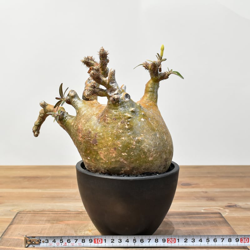 【甘い物が好きな人！】 大株！グラキリス 信楽鉢セット！パキポディウム パキポディウム グラキリス 【発根済み】RFKN25010875 | RAFLUM