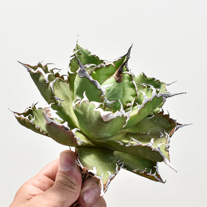 アガベ チタノタ ソーラーエクリプス 