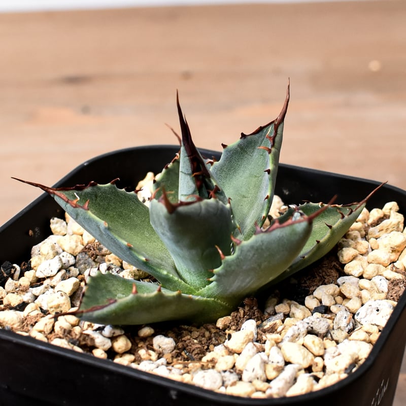 キャス】アガベ イシスメンシス ハイブリッド パラサナ　セット アガベ ハイブリット （パラサナ、イシスメンシス）× 曙光【台湾