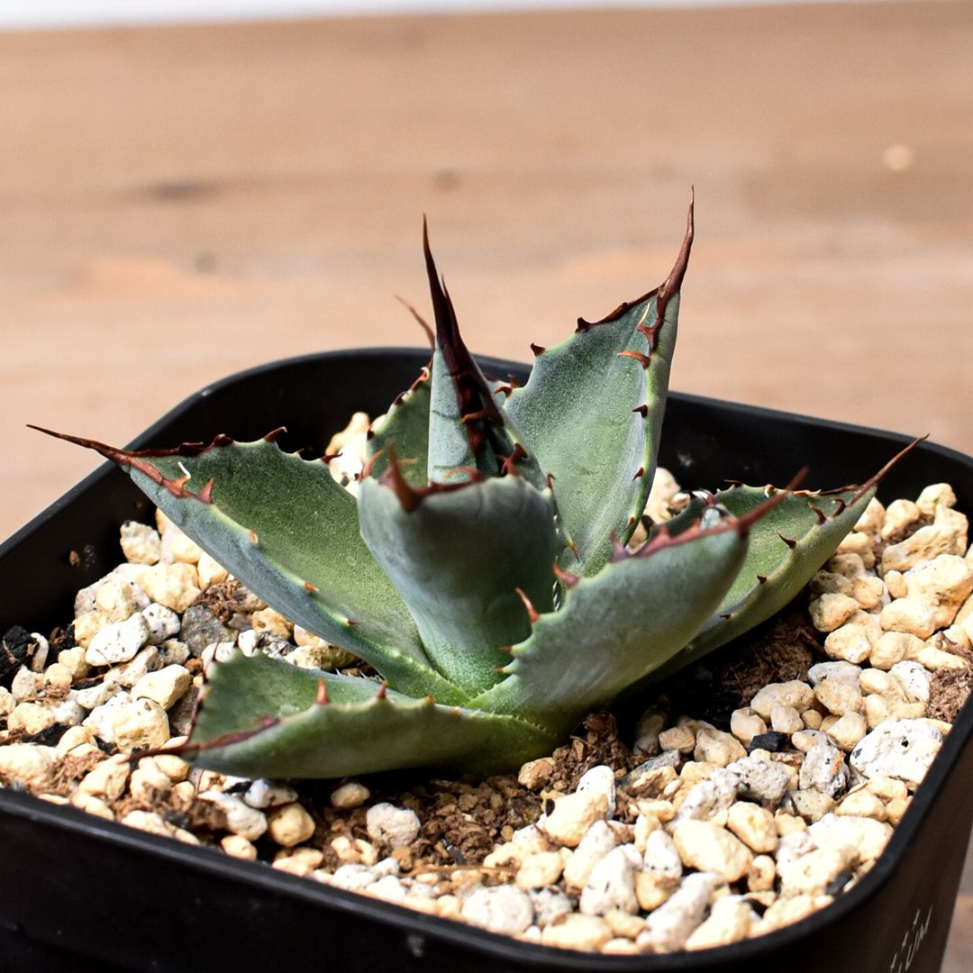 アガベ ハイブリット （パラサナ、イシスメンシス）× 曙光【台湾