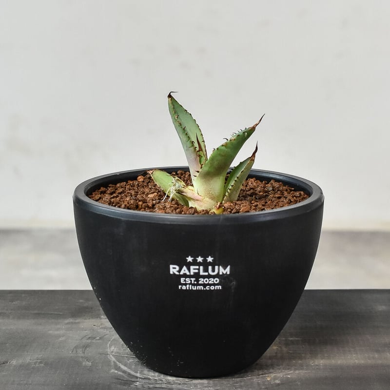 アガベ チタノタ 