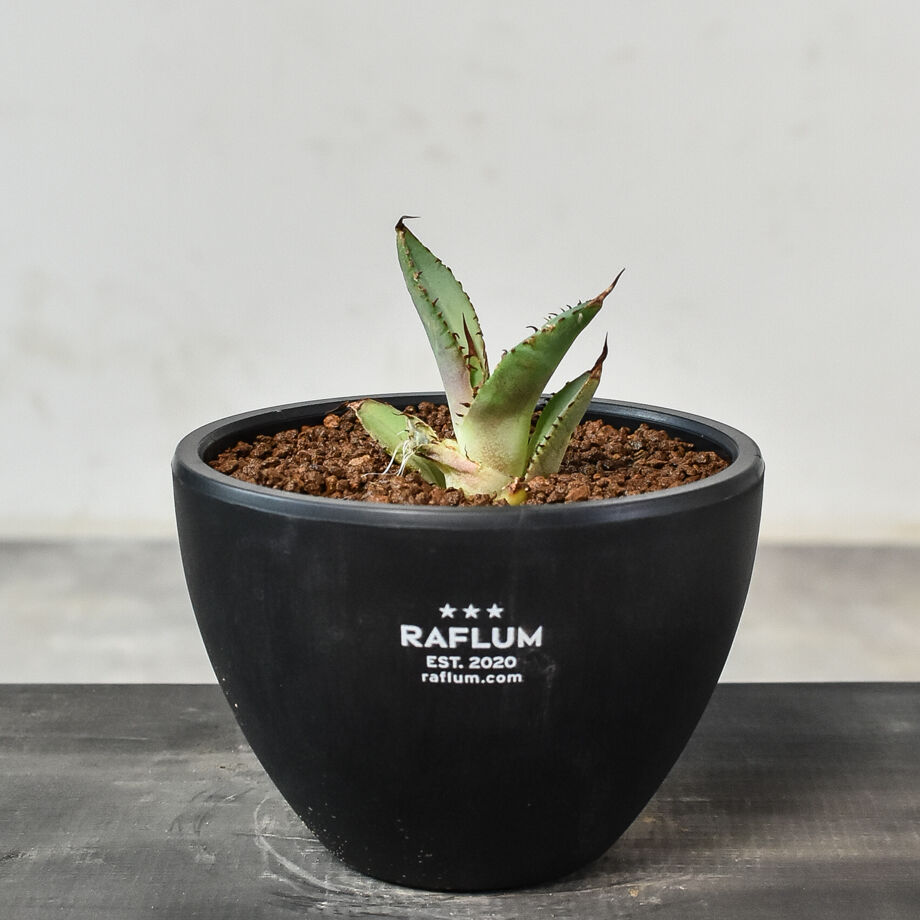 アガベ チタノタ 