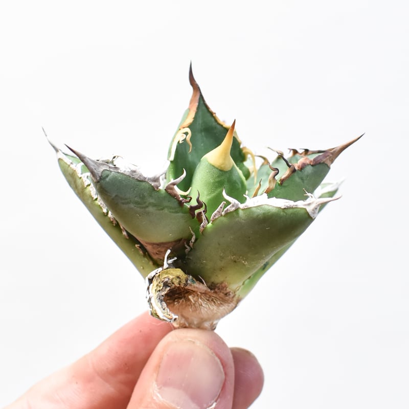 アガベチタノタ実生株(親株&子株) アガベチタノタ実生子株