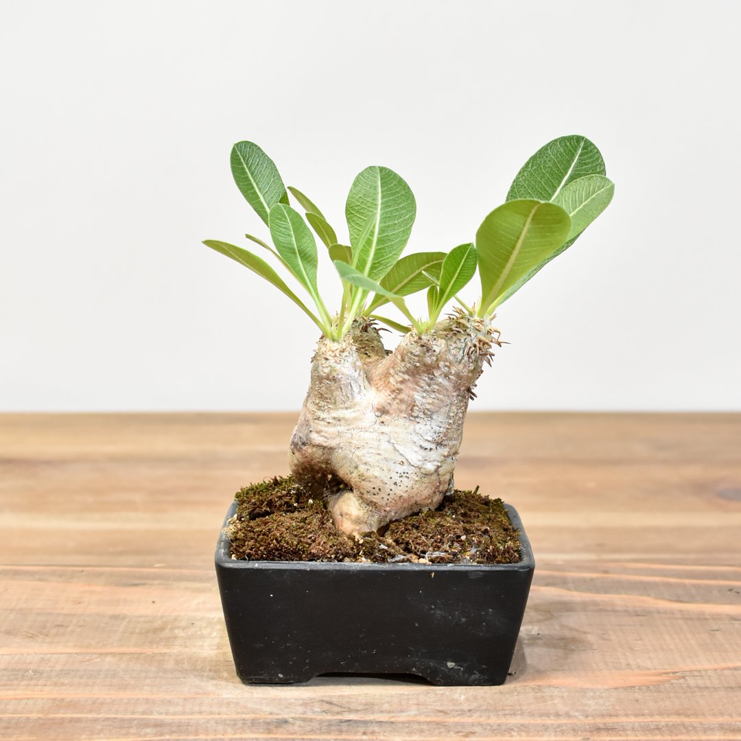 パキポディウム イノピナツム WACK” ON YOUR SIDE】パキポディウム イノピナツム WACK-B104 |