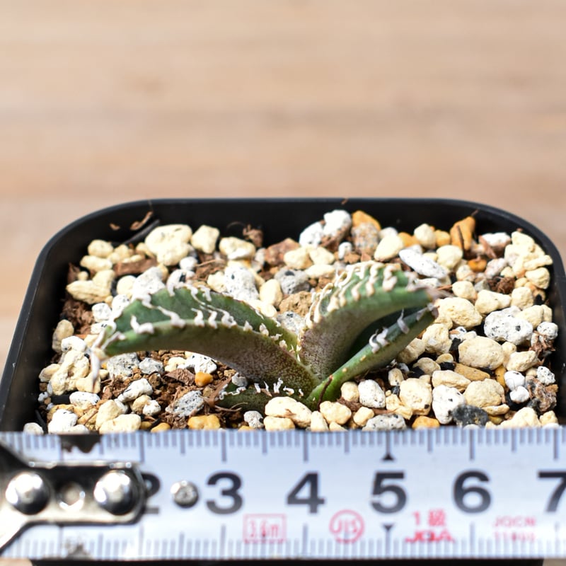 アガベ チタノタ ゴジラ 