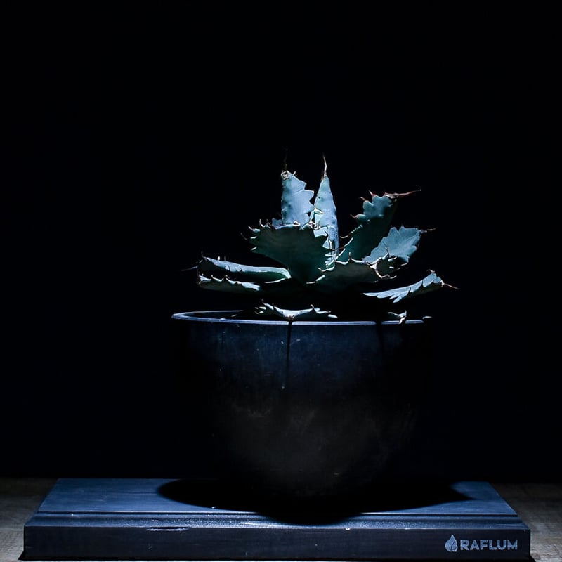 アガベ チタノタ X マルガリータ （発根済）RF22285 | RAFLUM