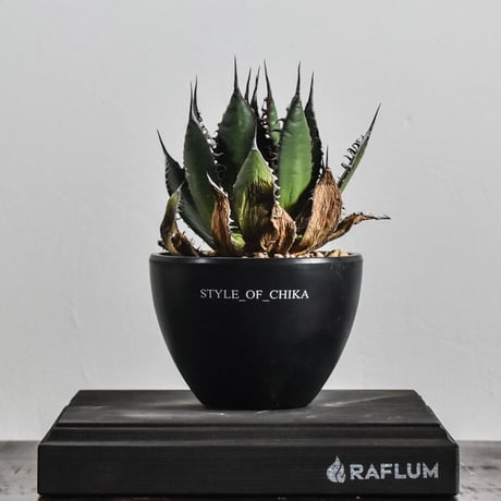 RAFLUM / ラフラム｜東京、大阪の塊根植物（コーデックス）、アガベ 