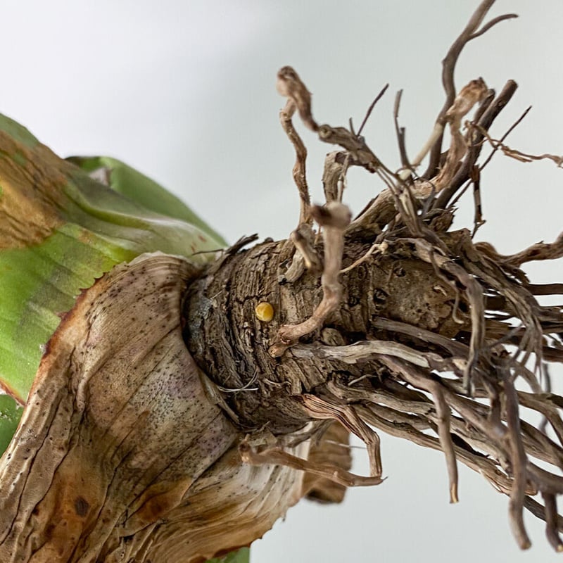 アガベ fo076 old チタノタ　オールド アガベ チタノタ FO-076 OLD （抜き苗販売）RF22836 | RAFLUM / ラ