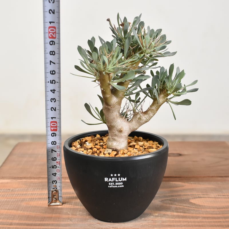 オトンナ ユーフォルビオイデス 