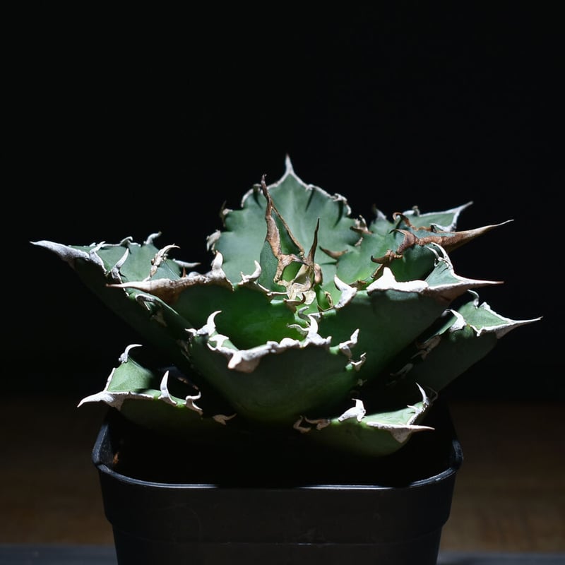 アガベ チタノタ 