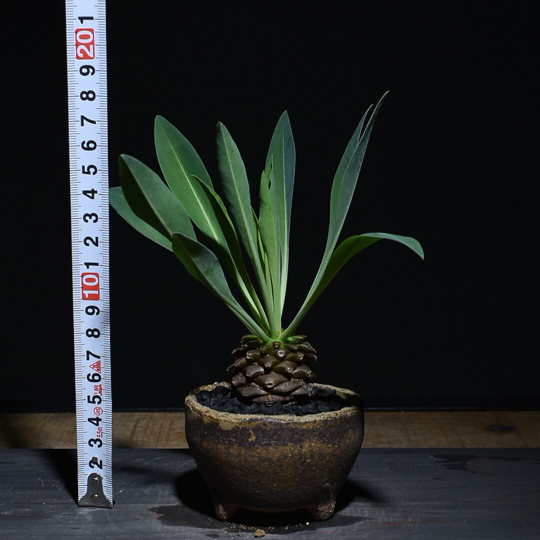 ユーフォルビア ブプレウリフォリア 鉄甲丸 ③ 大型 塊根植物 夏型