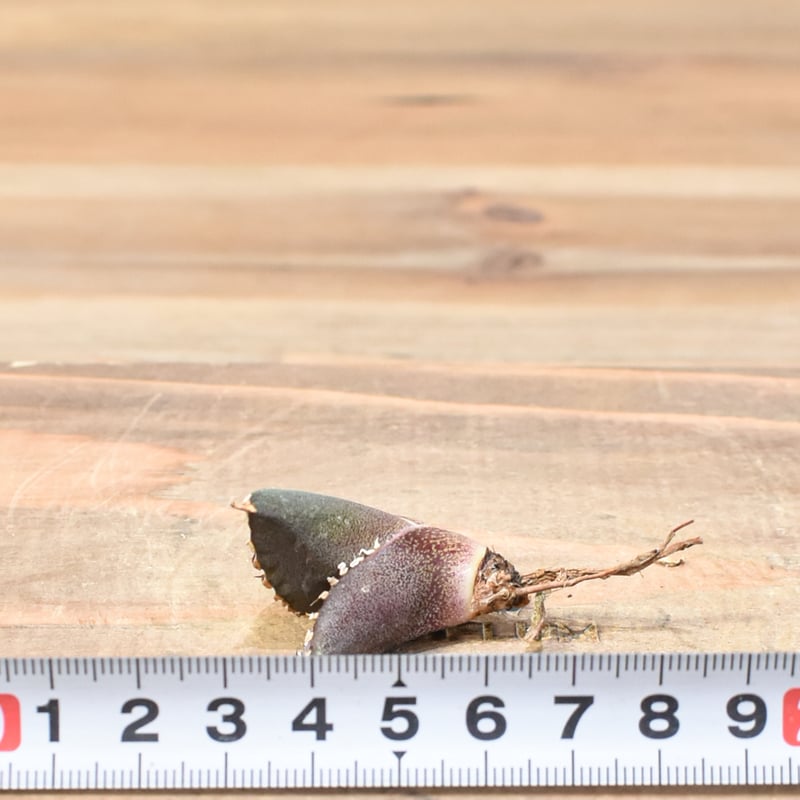 アガベ　紅龍　紅牡丹実生　裏表刺　第四種速達便抜き苗発送 アガベ チタノタ 