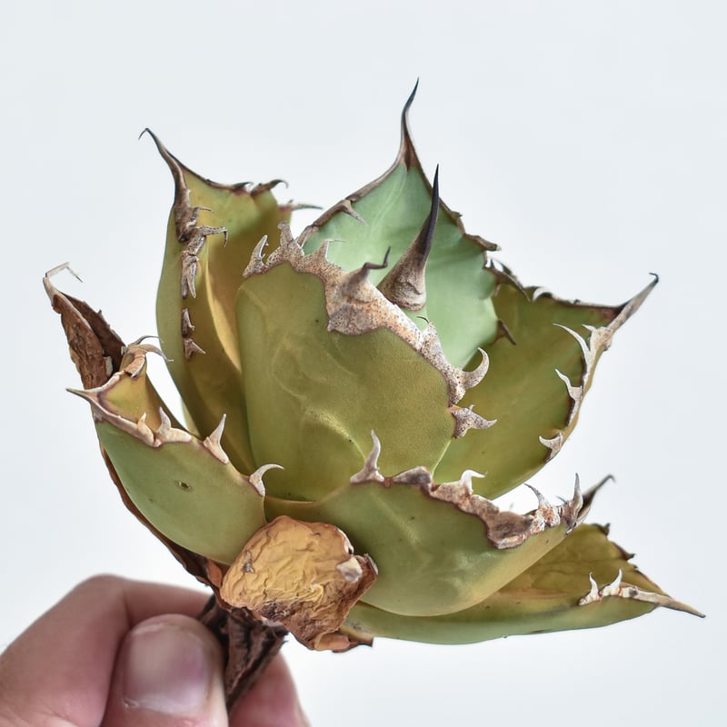 アガベ チタノタ トーチ 