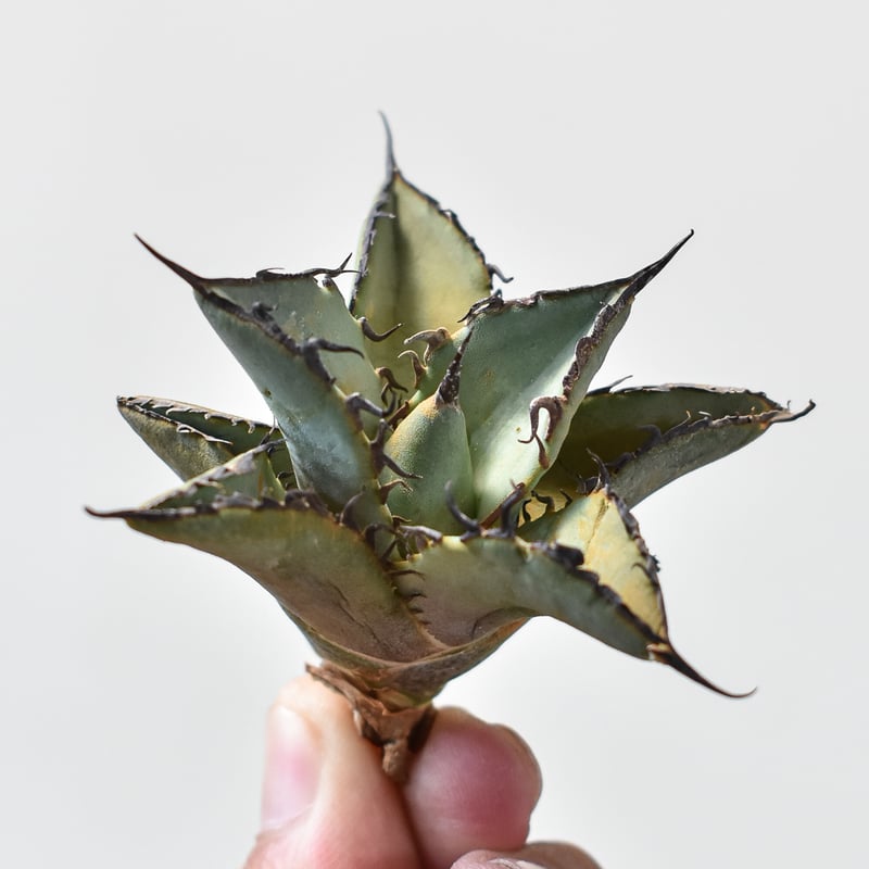 アガベ チタノタ ソルティードック 