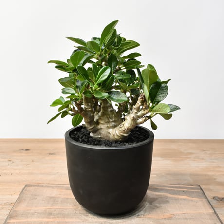 5/6特別価格　パキポディウム　ウィンゾリー② パキポディウム ウィンゾリー② | Pachytycedium