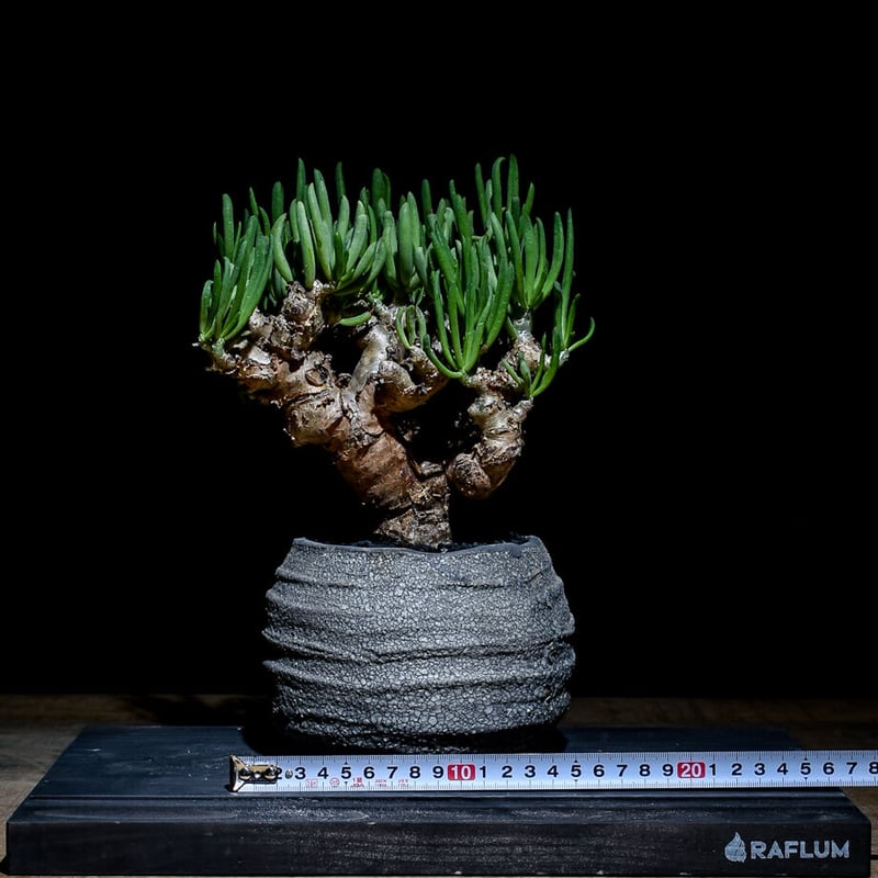 チレコドン レティキュラーツス 