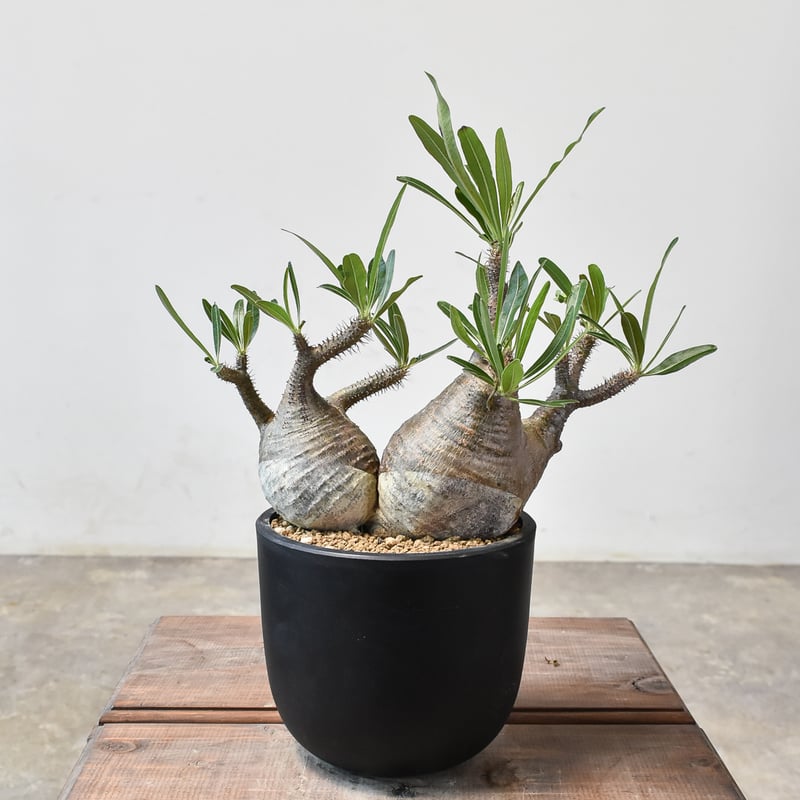 パキポディウム グラキリス 