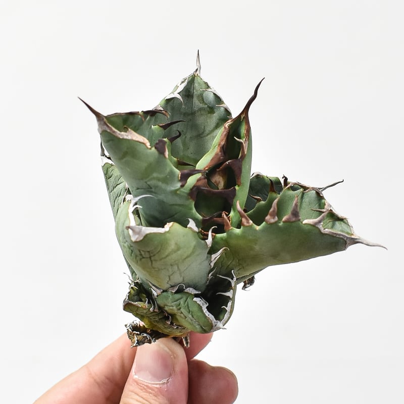 ドラゴンアガベ　実生選抜 アガベ実生選抜 | STORES