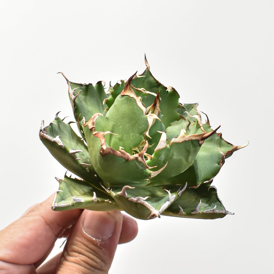 アガベチタノタ黒龍ブラックドラゴン‼️在株数量の超希少株‼️鉢植え