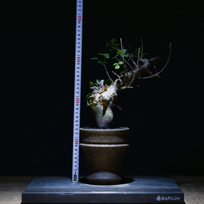 コミフォラ カタフ（ターカネンシス）（発根済み）RF22649