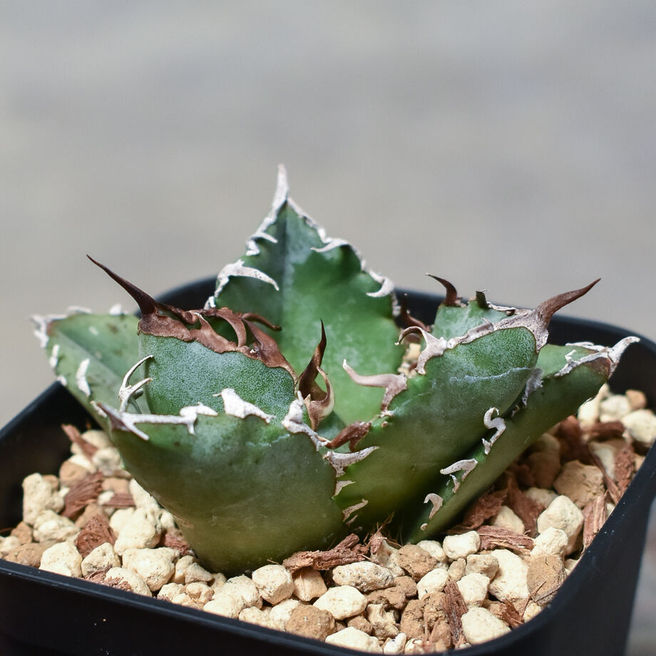 【Kein】プランツタグ（100本）　アガベ　チタノタ　白鯨　パキプス Kein】プランツタグ（100本） アガベ チタノタ 白鯨 パキプス