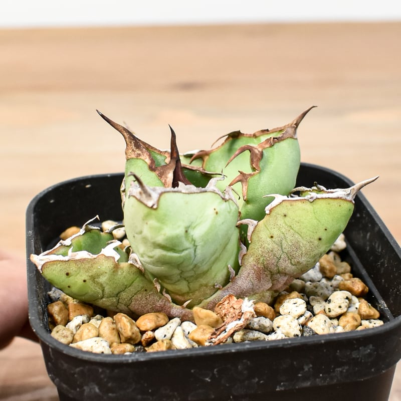 アガベ チタノタ 