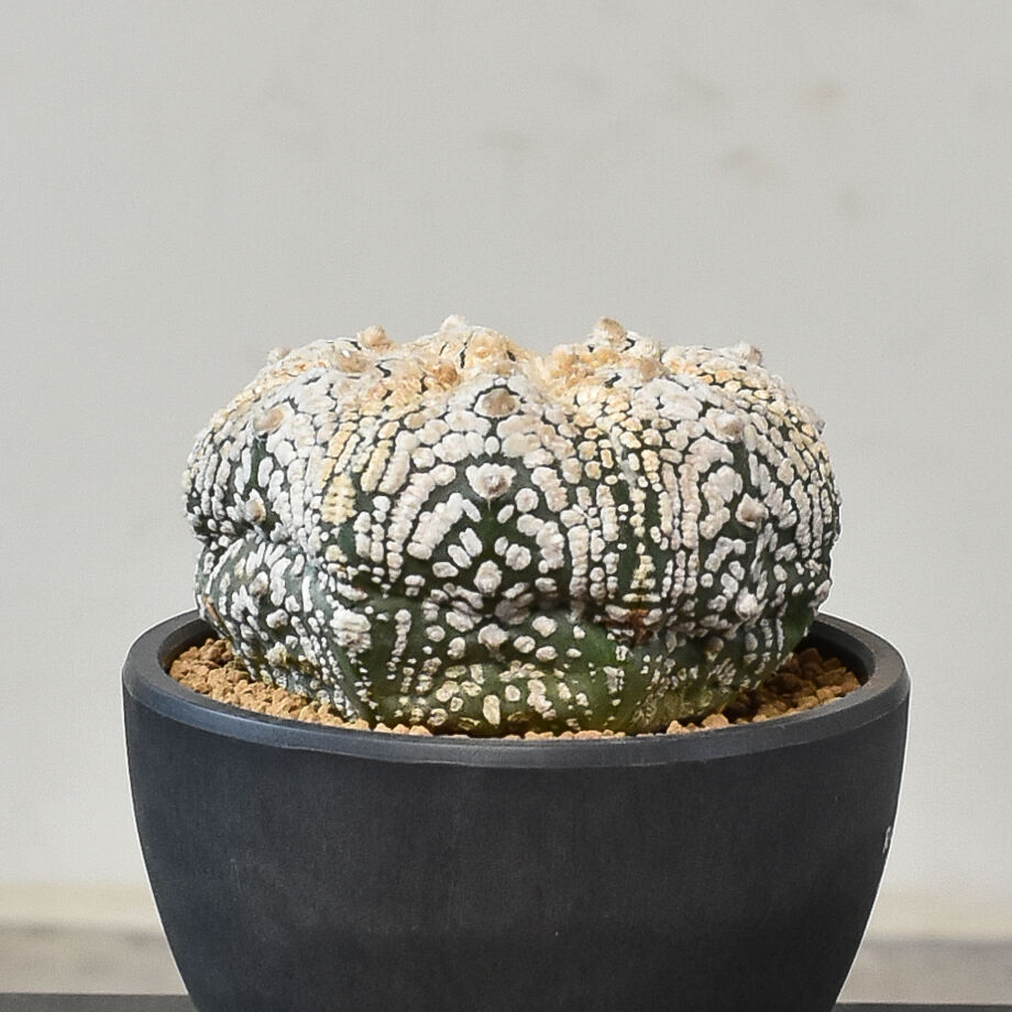 アストロフィツム スーパー兜（発根済み）RF231045 | RAFLUM