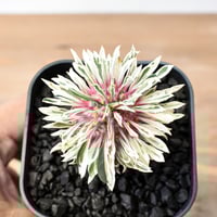 ギラウミニア　現地球 fit=scale-down,w=1200