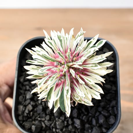 セール中❗️ 御神木に❗️ 長ホリダ　高さ40cm以上　ユーフォルビア セール中❗️ 御神木に❗️ 長ホリダ 高さ40cm以上 ユーフォルビア