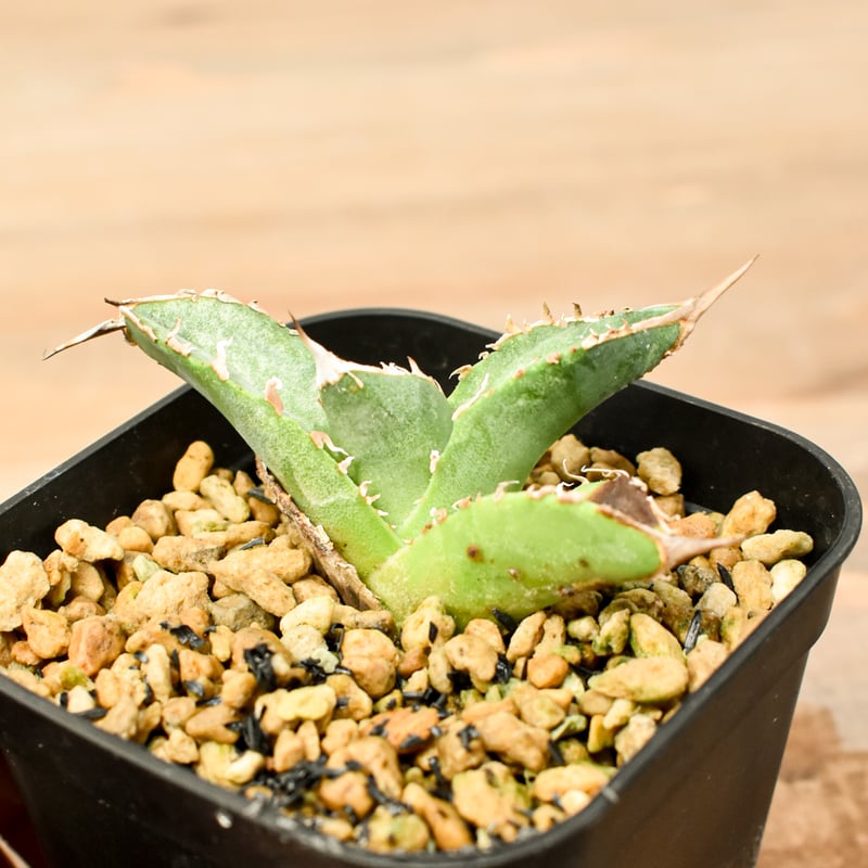 アガベ チタノタ 