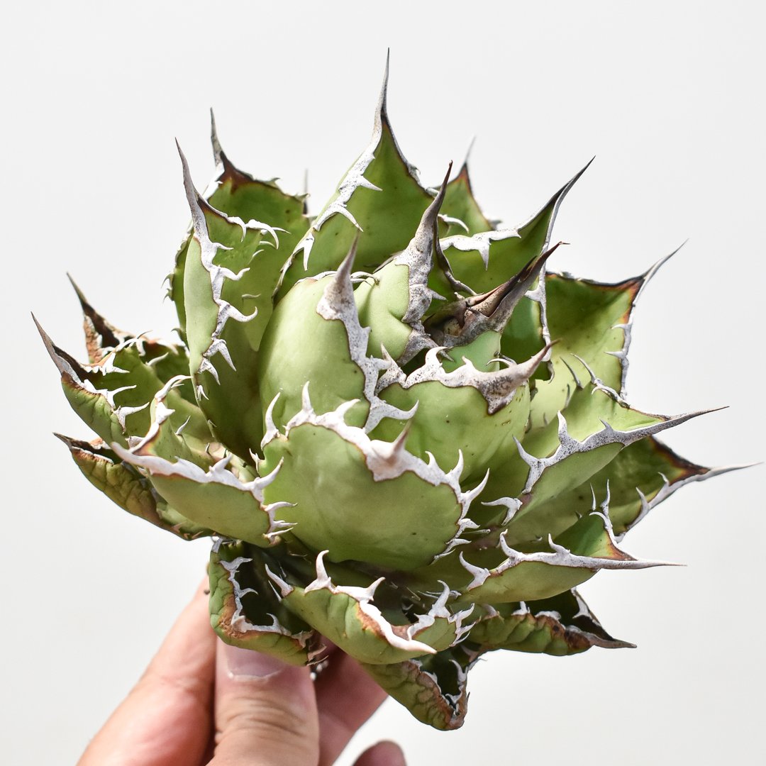 “赤猫”【Dragon Agave 輸入株】 アガベ チタノタ [M02] アガベレッドキャット | STORES