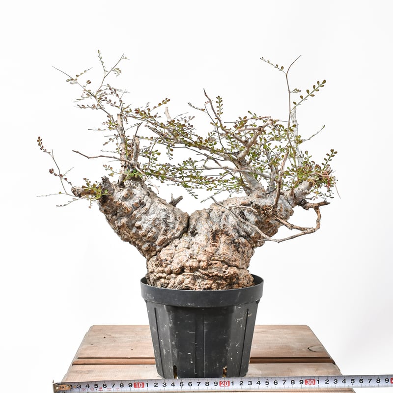 週末値下げ！！　オペルクリカリア　パキプス　ダブルヘッド　（グラキリス 現地球 RAFLUMコレクション】オペルクリカリア パキプス 