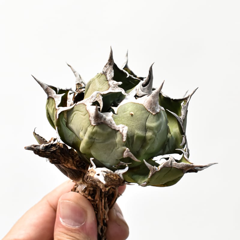 アガベ チタノタ ドワーフ / 